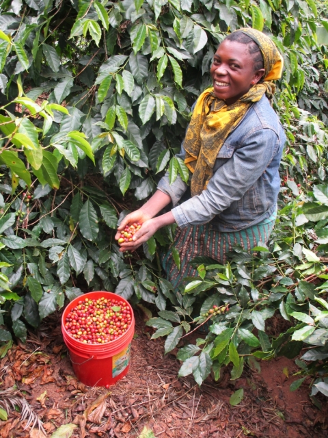 Wo der Petershausener Kaffee wächst – Eine Kaffee-Reise ins südwestliche Hochland von Tansania